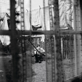 Paul McCartney - Chaos And Creation In The Backyard [LP]