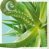 LATEXFAUNA - Ajahuaska. Season 2 [LP] (Mint Vinyl)